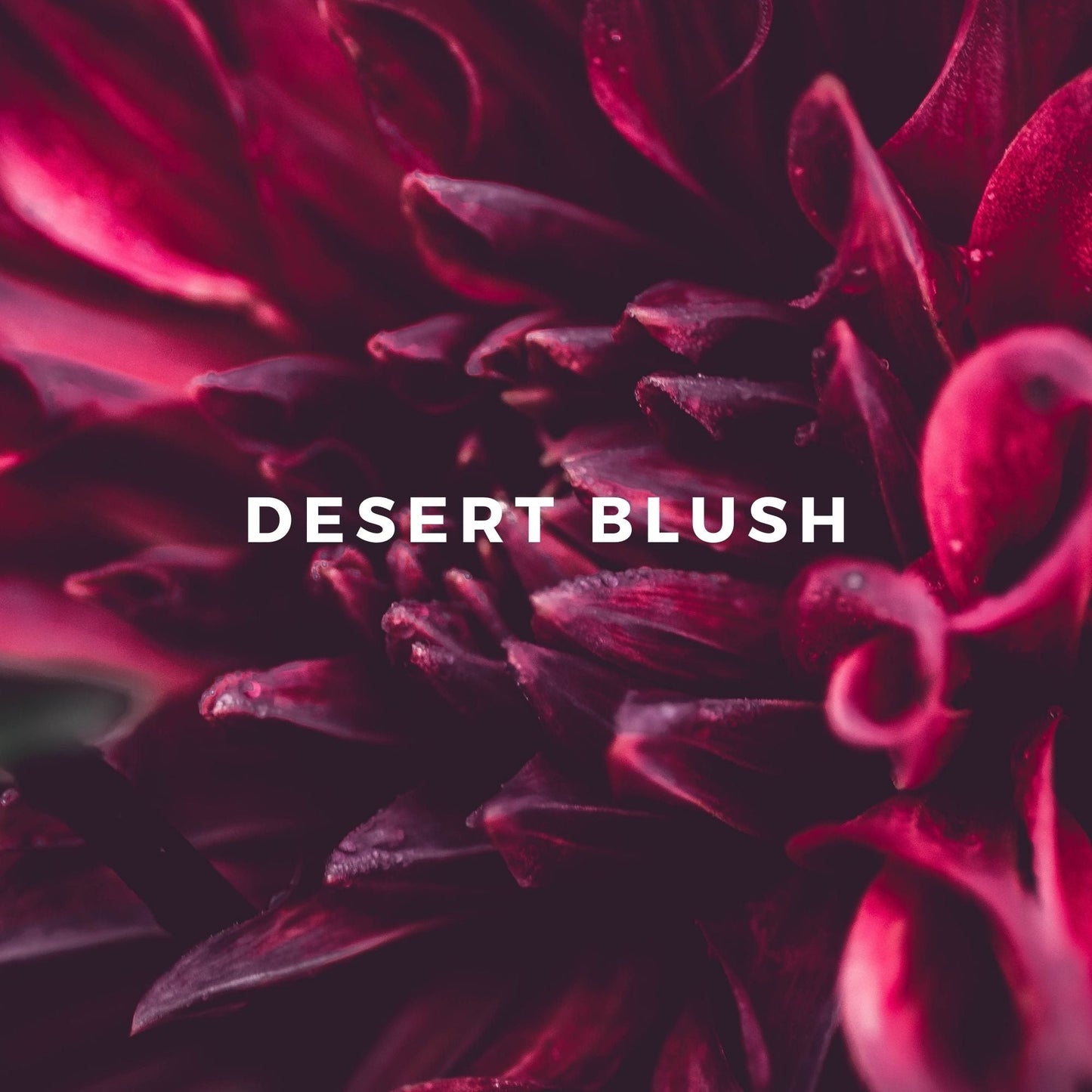 DESERT BLUSH Perfume, Eau de Parfum Rollerball 0.25 fl oz